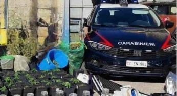 Casapesenna, serra per la marijuana in casa, arrestato 47enne: sequestrati oltre 9,5 chili di droga e 13 cartucce