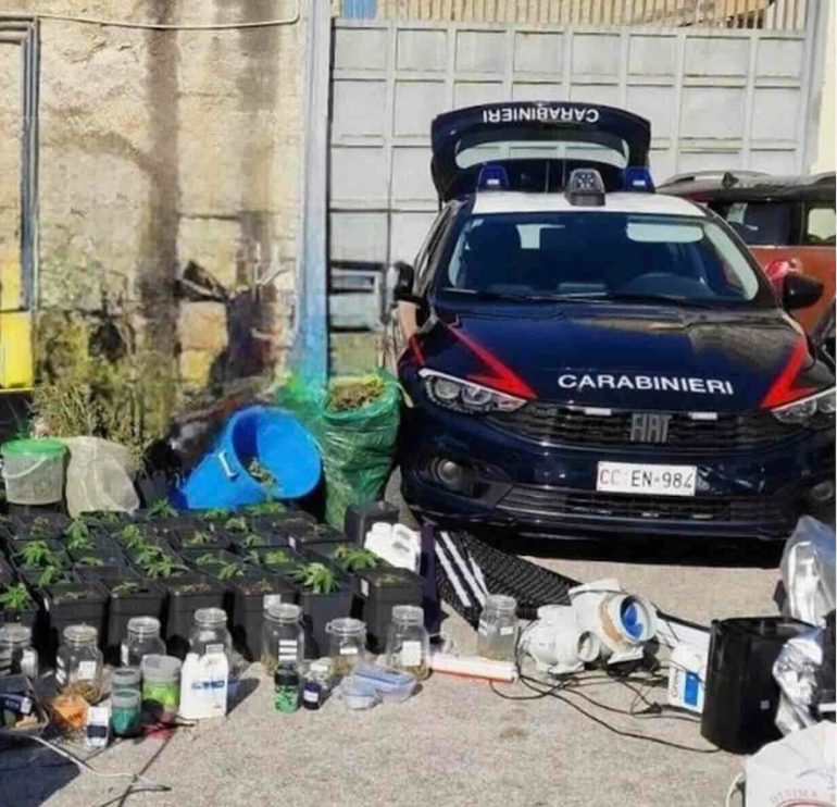 Casapesenna, serra per la marijuana in casa, arrestato 47enne: sequestrati oltre 9,5 chili di droga e 13 cartucce