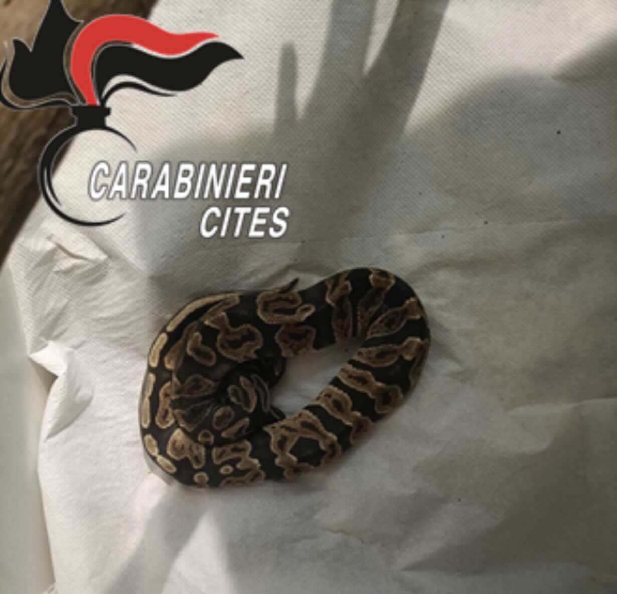 Il pitone reale recuperato dai carabinieri
