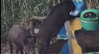Cinghiali invadono la passerella di Baia Arena nel Cilento: turisti bloccati