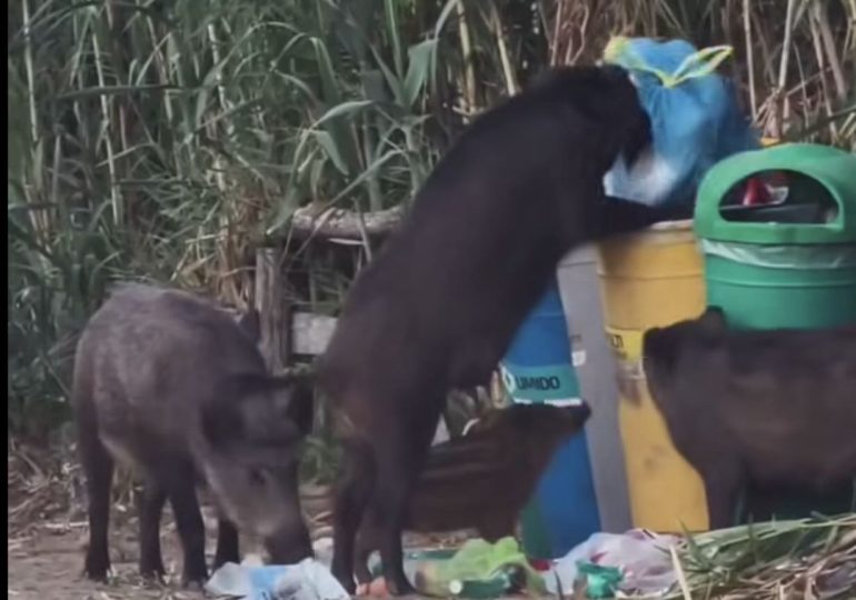 Cinghiali invadono la passerella di Baia Arena nel Cilento: turisti bloccati