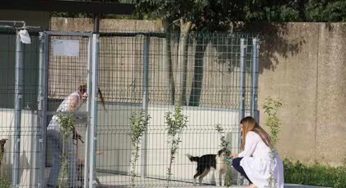 Napoli, il comune convoca tavolo per gestire la situazione dei canili di Agnano e Ponticelli