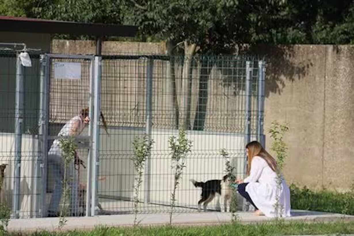 Comune di Napoli convoca tavolo per gestire la situazione dei canili di Agnano e Ponticelli