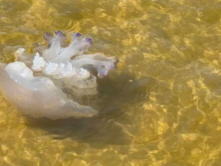 Mare a intermittenza tra Licola e Varcaturo: acqua marrone e meduse sulla battigia