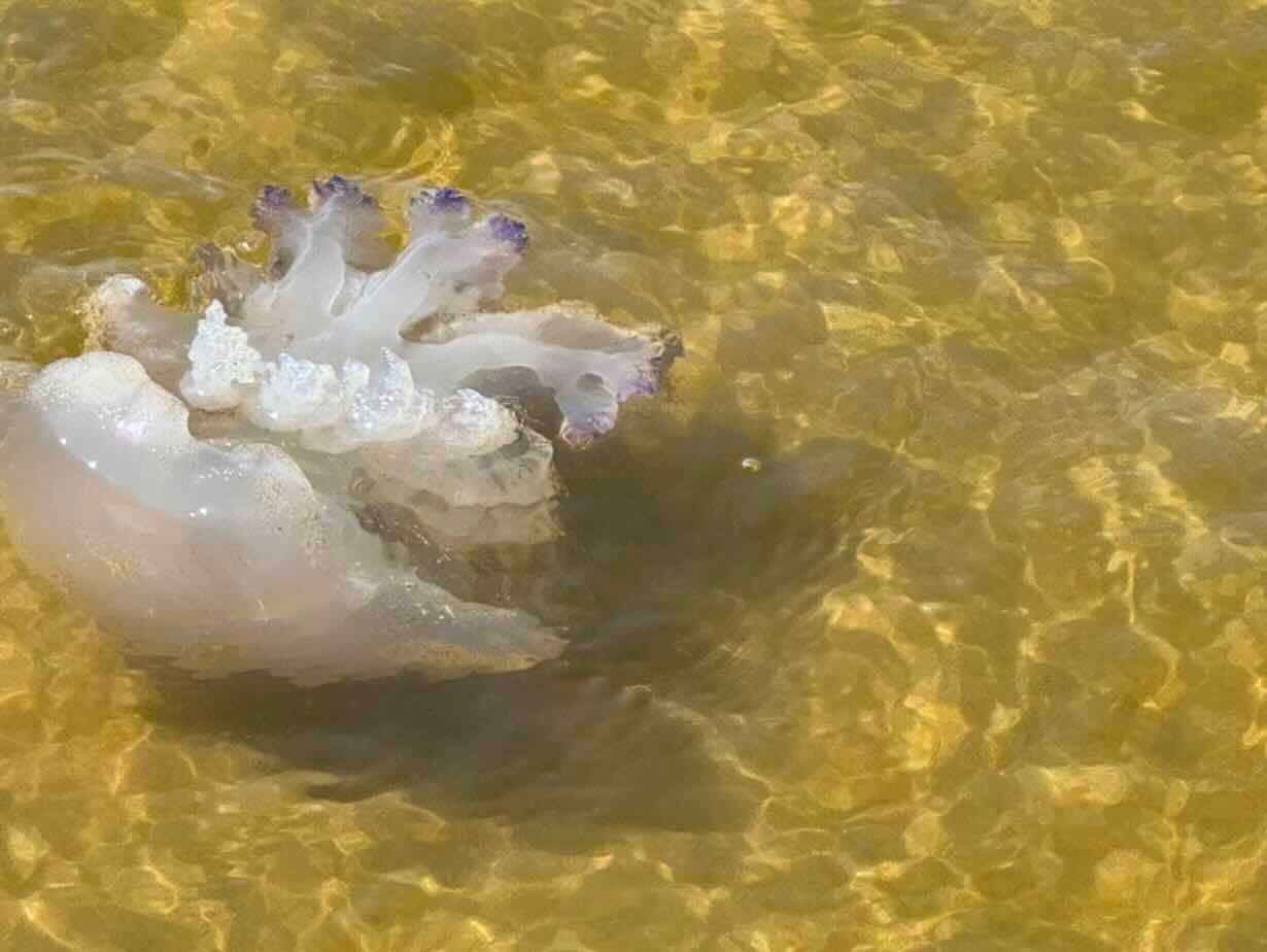 Nella foto, un particolare della vicenda.