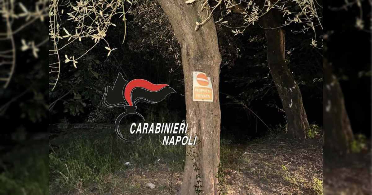 L'albero con la droga