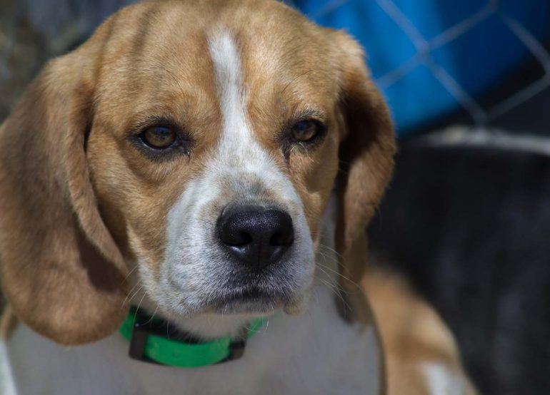 Napoli, beagle trovato in Tangenziale: la polizia mette in salvo il cane