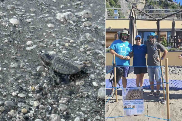 Nate 30 tartarughe Caretta Caretta a Vietri sul Mare: un evento storico