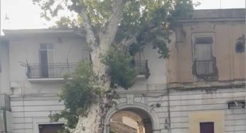 Piazzolla di Nola: il vento abbatte il platano secolare di Villa Albertini