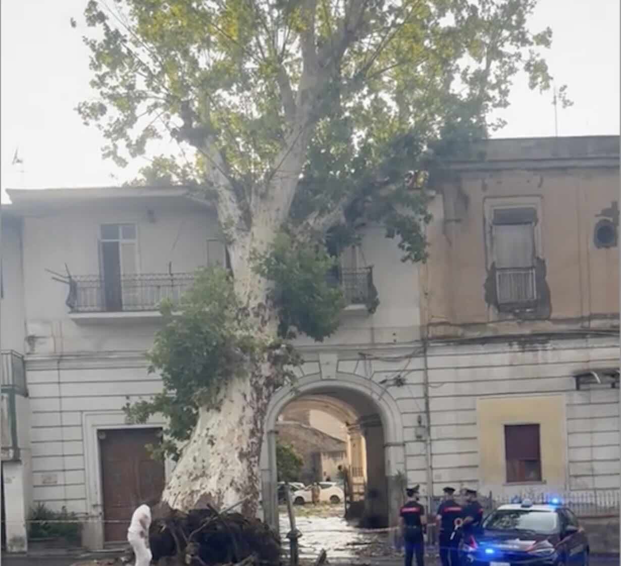 L'albero caduto