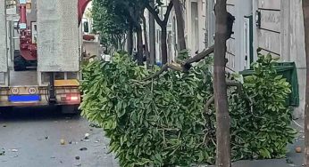 Polizia Municipale di Salerno individua e sanziona il responsabile dell’albero abbattuto in via dei Principati