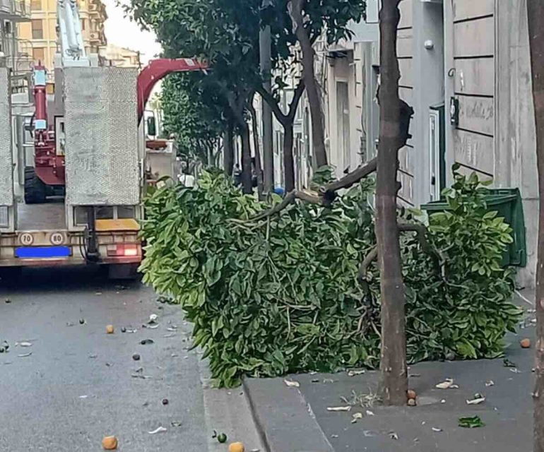 Polizia Municipale di Salerno individua e sanziona il responsabile dell’albero abbattuto in via dei Principati