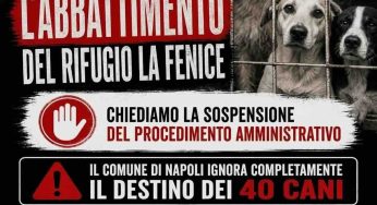 Ponticelli, rischio sgombero per il canile rifugio ‘La Fenice’