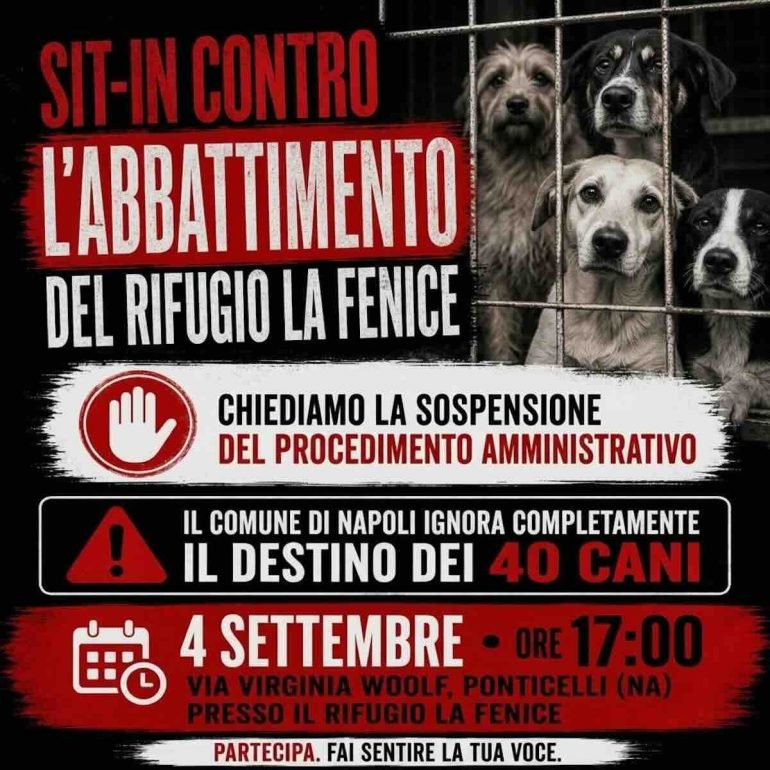 Ponticelli, rischio sgombero per il canile rifugio ‘La Fenice’