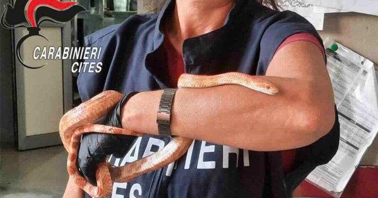 S. Maria la Carità, serpente esotico abbandonato sulla strada: intervento dei Carabinieri CITES