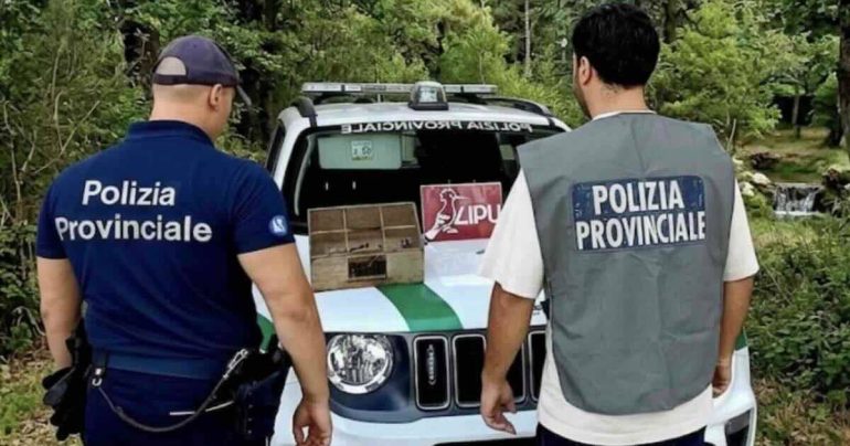 Sant'Arpino, man found with over 200 protected birds in his home: reported