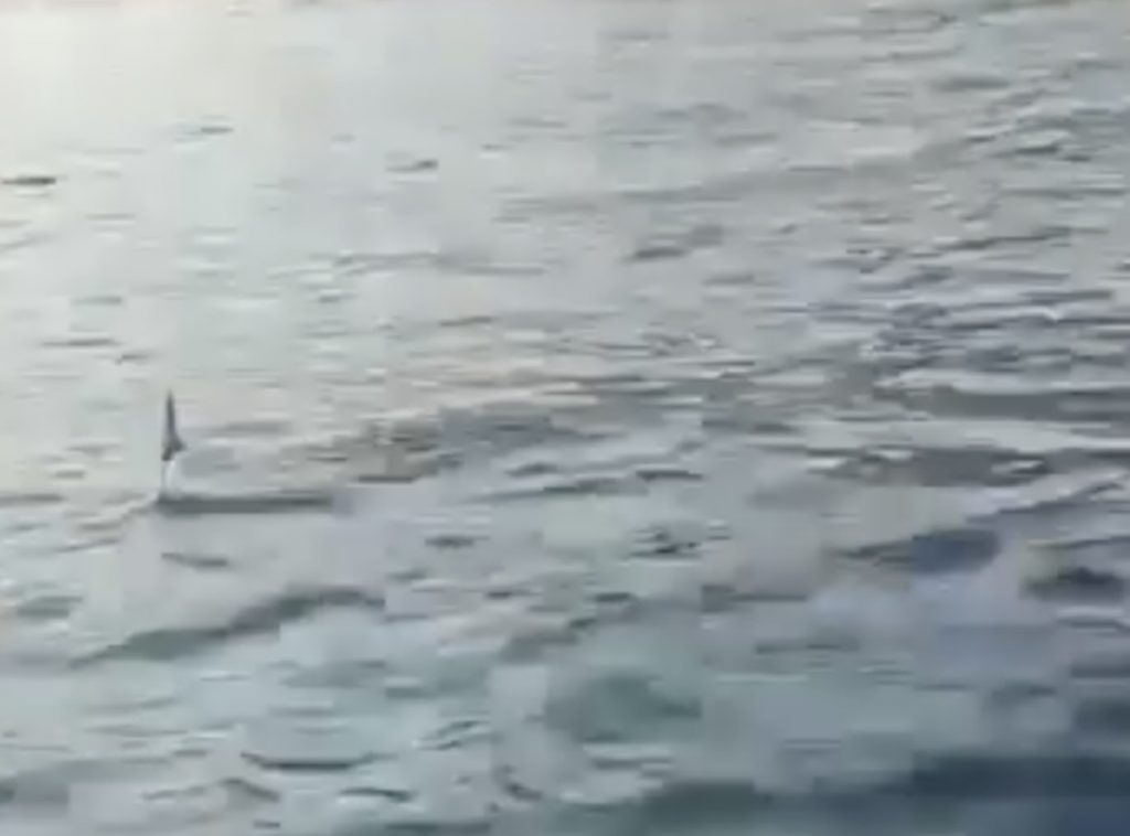 Lo squalo azzurro nel mare di Amalfi: il video è virale