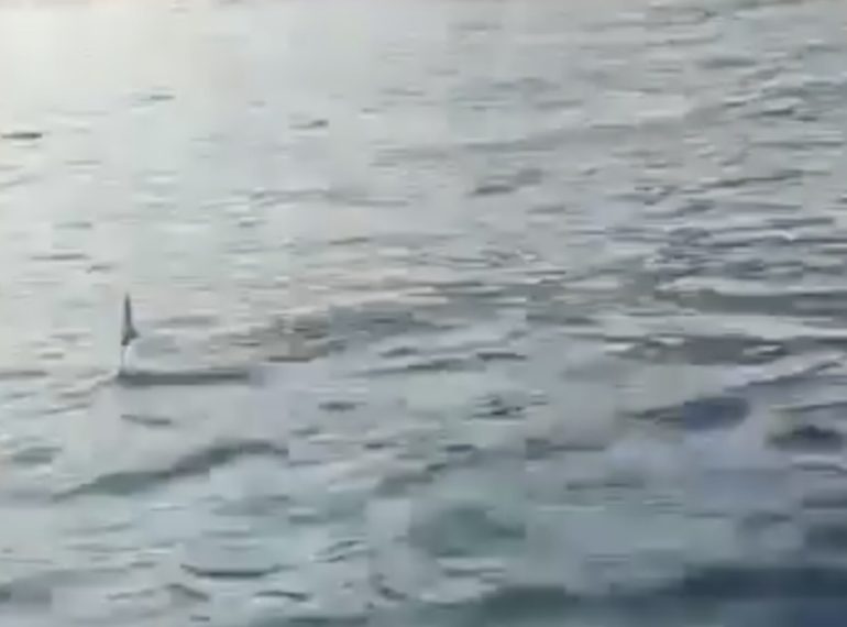 Lo squalo azzurro nel mare di Amalfi: il video è virale