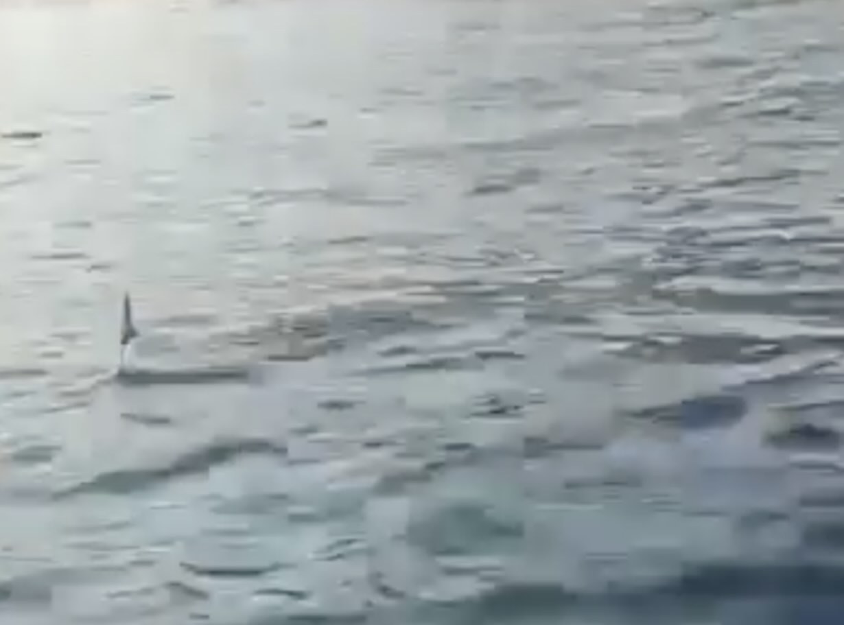 The blue shark in the waters of Amalfi