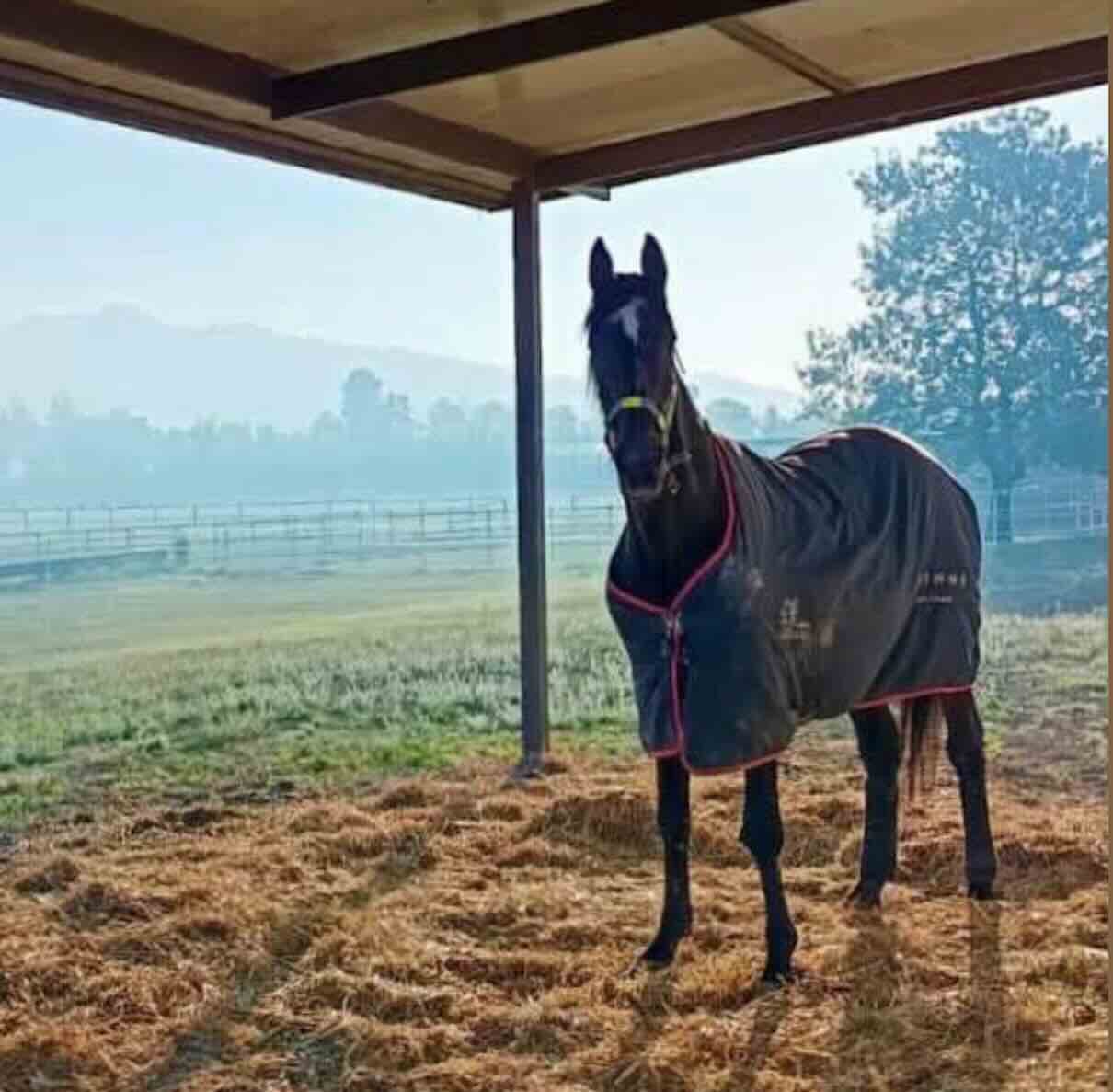 Varenne trotterà per sempre a Eboli: il cavallo leggendario sarà tumulato nell’allevamento LJ