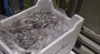Volla, sequestrati oltre 500 chili di pesce senza etichetta: multa da 2mila euro