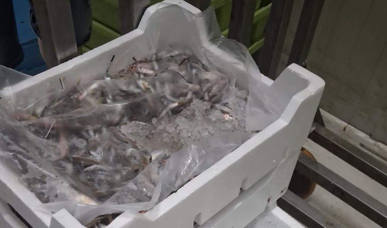 Volla, sequestrati oltre 500 chili di pesce senza etichetta: multa da 2mila euro