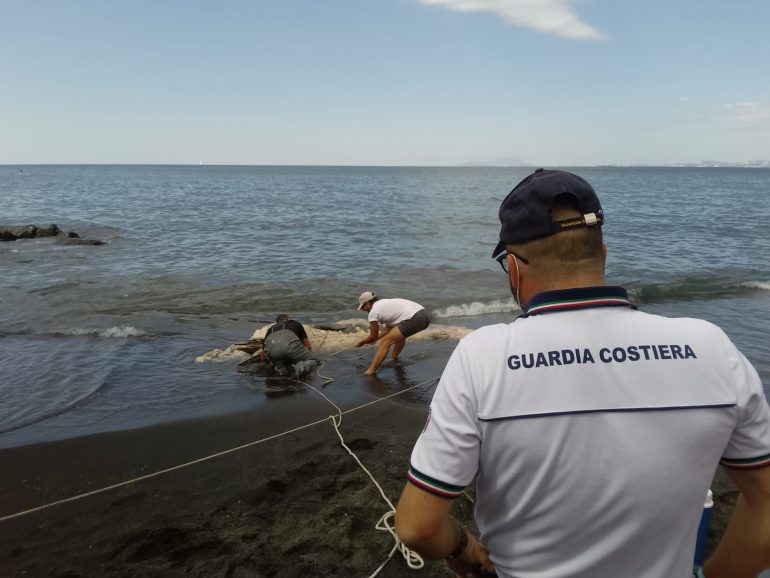 Torre del Greco, recuperata la carcassa del cetaceo spiaggiato sulla litoranea