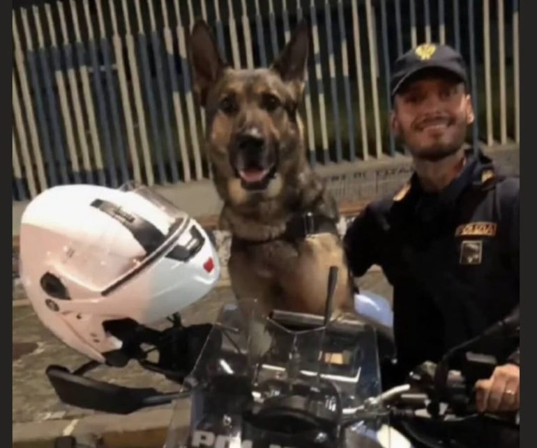 Napoli, addio a Cash, il pastore tedesco che ha servito la Questura