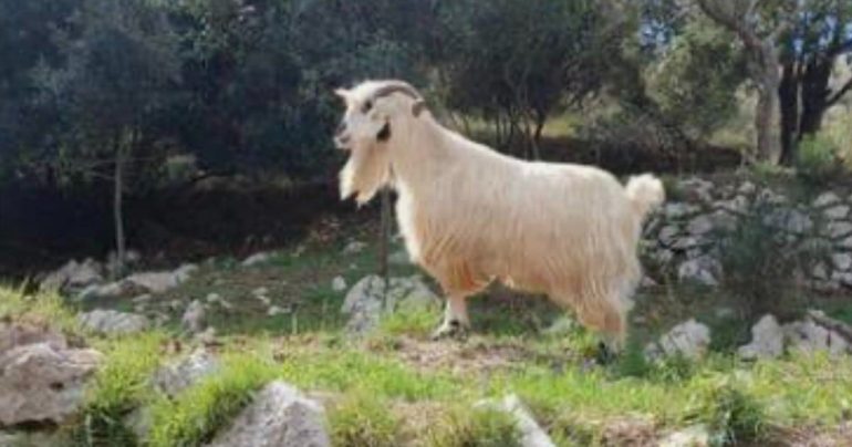 Anacapri: sparite le capre di Cetrella: scatta la denuncia