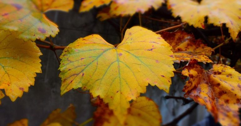 Autunno in Campania, ma è davvero arrivato? Cosa dice il meteo