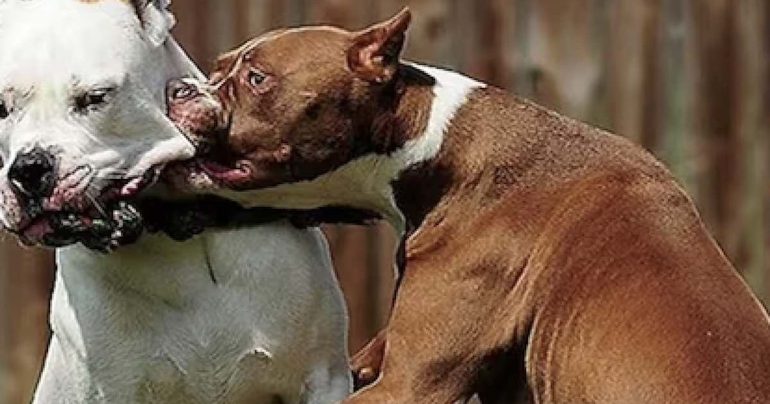 Cani da combattimento tra Sicilia e Campania per scommesse clandestine: sei indagati