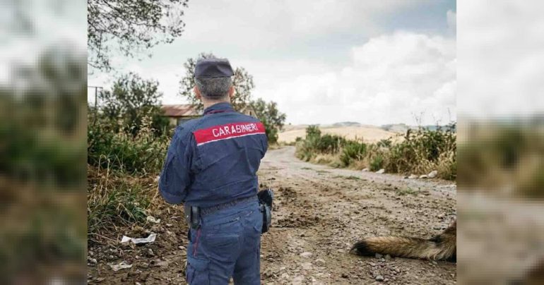 Carcassa di pitbull abbandonata ad Aversa: denunciato il titolare di un’impresa di cremazione