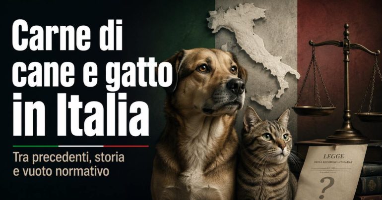 Carne di cane e gatto in Italia: cosa dice davvero la legge e quali sono i precedenti