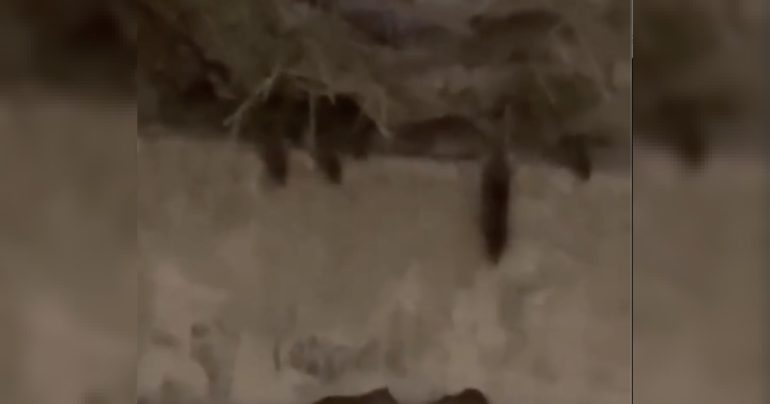 Invasione di topi ‘giganti’ in via San Michele a Ponticelli