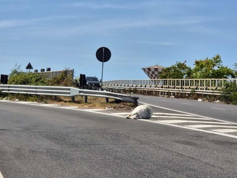Napoli, la Statale 162 invasa dai rifiuti: a rischio la sicurezza degli automobilisti