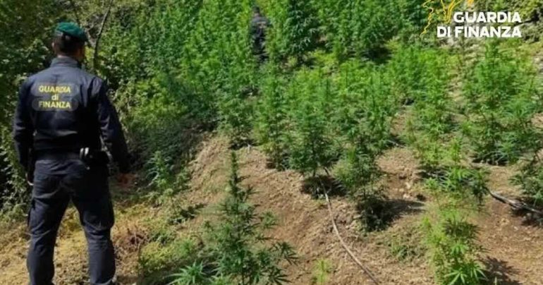 Maxi piantagione di cannabis nascosta tra gli ulivi: un arresto e 100 chili di stupefacente sequestrati