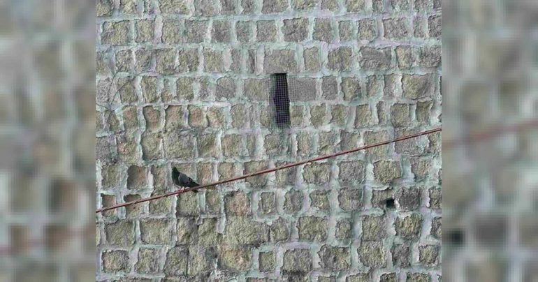Napoli, volatili intrappolati nella parete: ‘Liberateli prima che muoiano’
