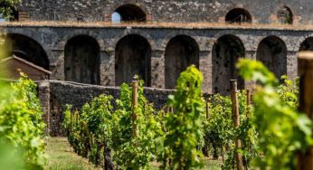 Pompei torna a vendemmiare: la Festa del Vino riporta Bacco tra gli antichi vigneti degli Scavi