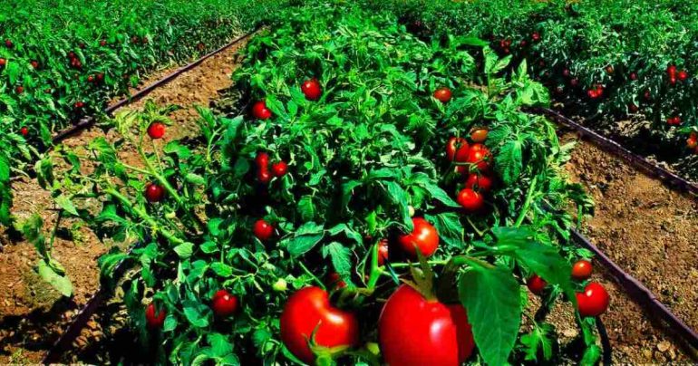 Rogo di Airola, scatta l’allerta agricola: piombo sui pomodori della Valle Caudina