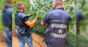Scoperta piantagione di marijuana nel centro di Benevento