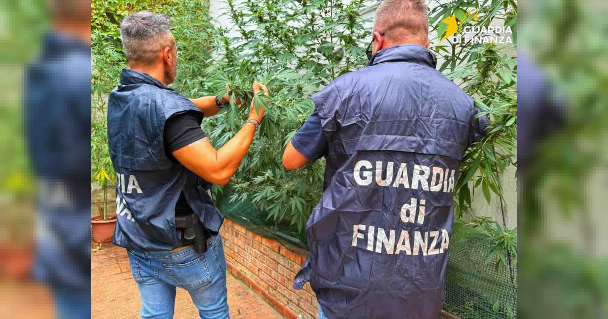 La piantagione di marijuana sequestrata