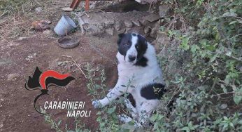 Agerola, cani legati e mutilati: i carabinieri denunciano un uomo di 52 anni
