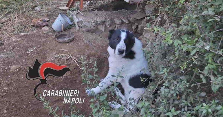 Agerola, cani legati e mutilati: i carabinieri denunciano un uomo di 52 anni