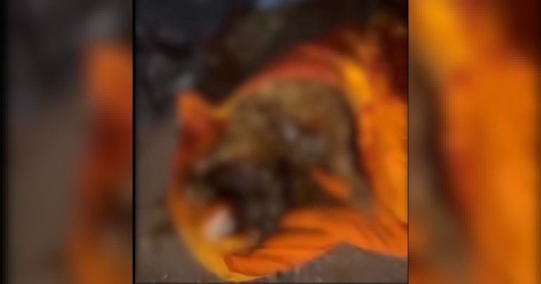 Cane picchiato e bruciato, la terribile scoperta a Ponticelli. Borrelli chiede di fare luce sul caso