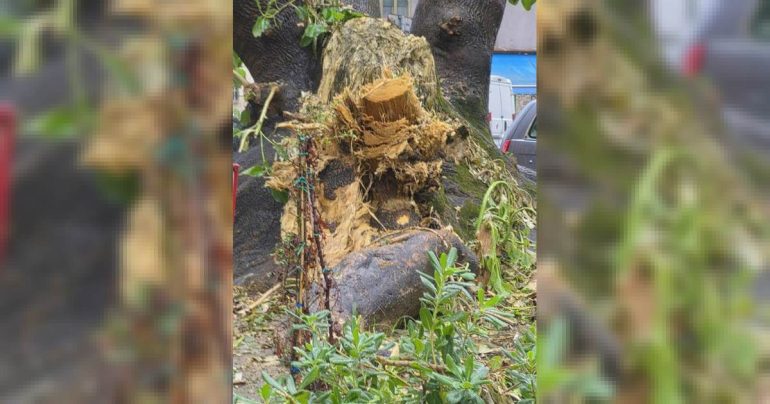 Fuorigrotta, potatura drastica per un ficus storico: Borrelli denuncia ‘uno scempio’