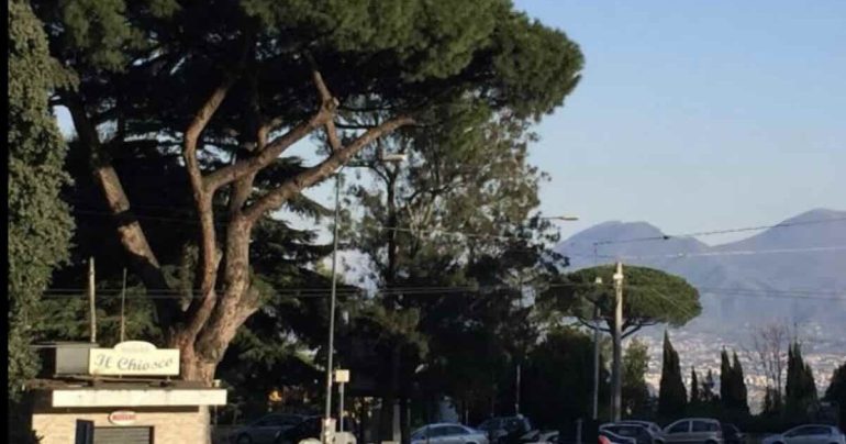 Napoli, il maltempo fa crollare pino secolare al Cardarelli