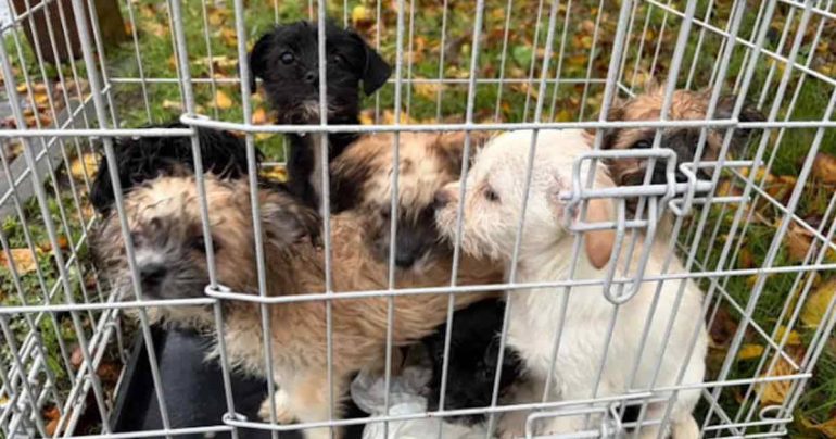 Napoli, vendevano cuccioli di cane malati e moribondi truffando i clienti: arrestate cinque persone