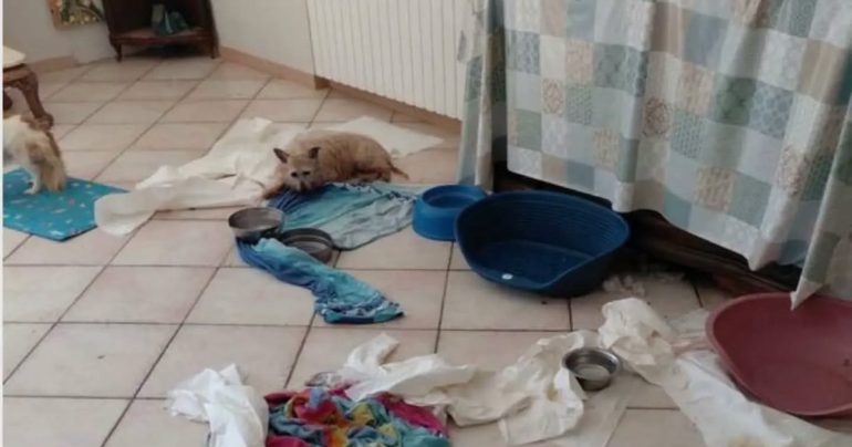 Salerno, canile abusivo in un’abitazione privata: sequestrata parte dell’immobile