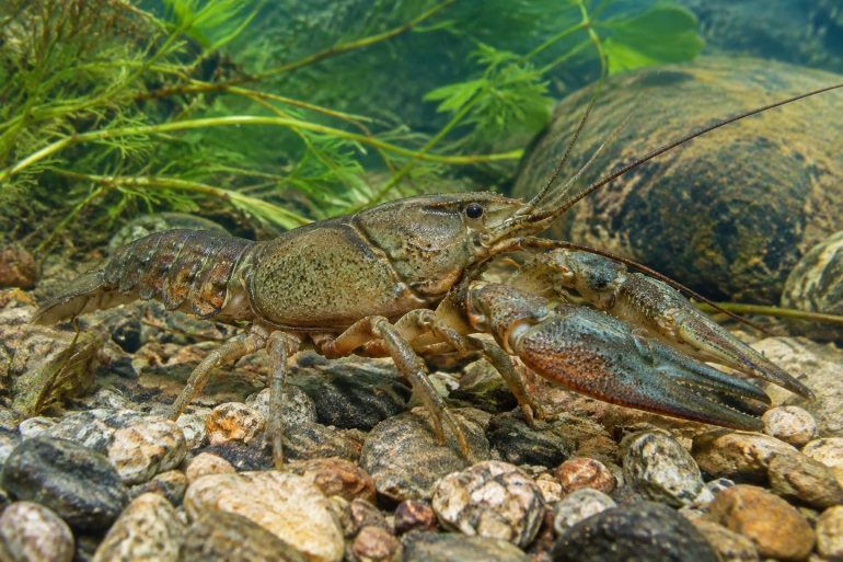 Quanto può diventare grande un gambero d’acqua dolce? Il limite è nel corpo