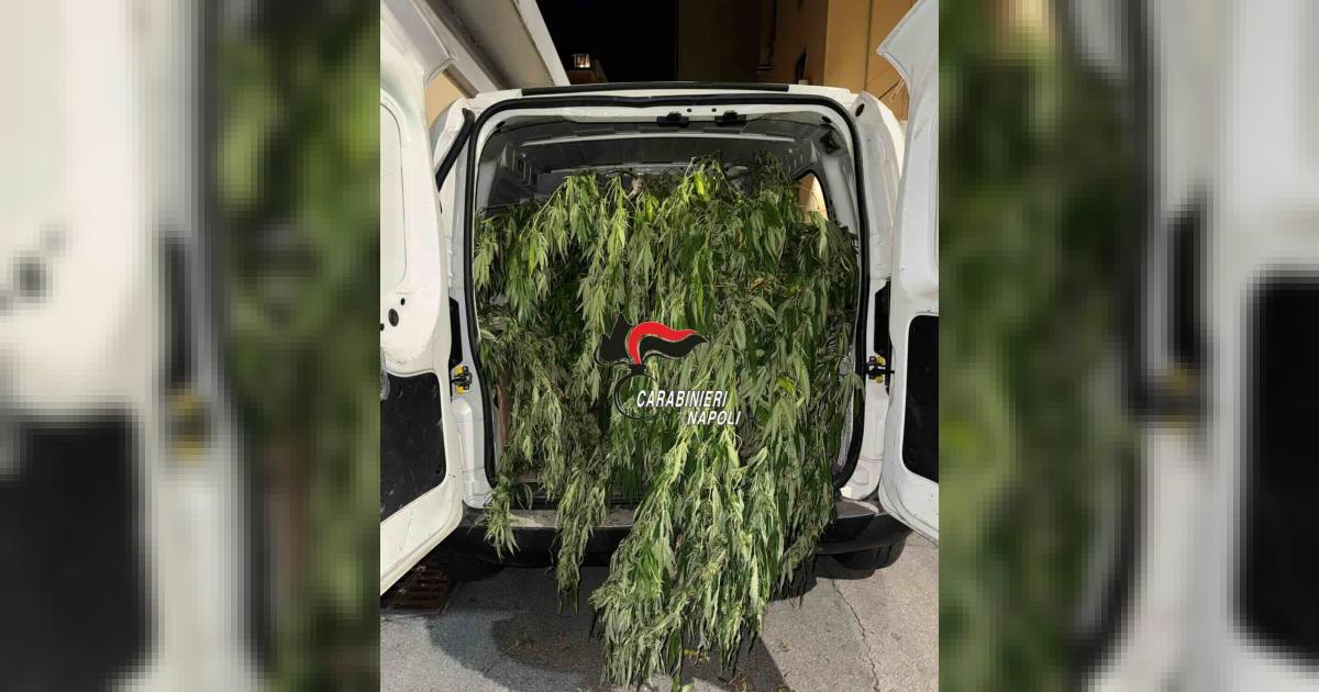 The seized cannabis plants